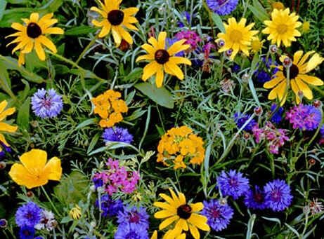 Wildflower Seeds Mix : Mountain Flowers (America)