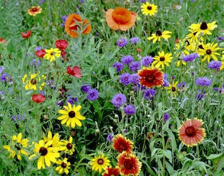 Wildflower Seeds Mix : Northeast Flowers Seeds (America)