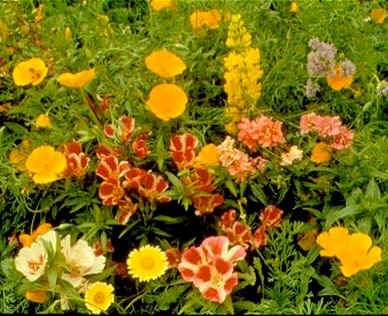Wildflower Seeds Mix : Pacific Flowers (Northwest America)