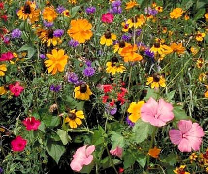 Wildflower Seeds Mix : Southeastern Flowers (America)