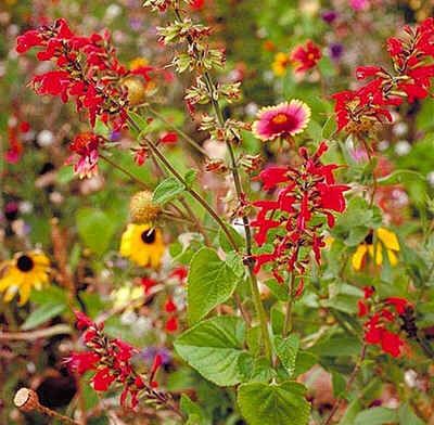 Wildflower Seeds Mix : Texas Flower Seeds (Midwest America)