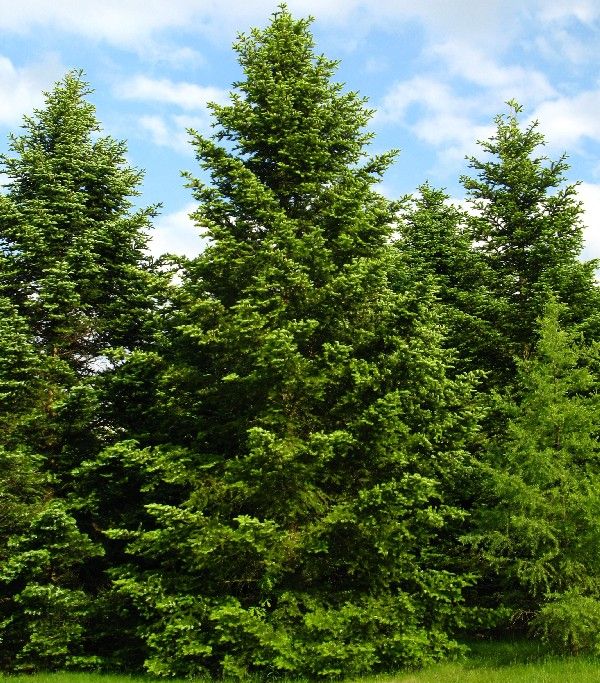 Graines Abies Nordmanniana (Sapin Nordmann)