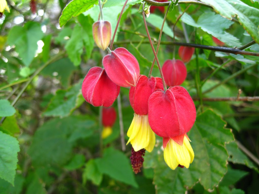 Graines Abutilon Megapotamicum (Drapeau Belge)