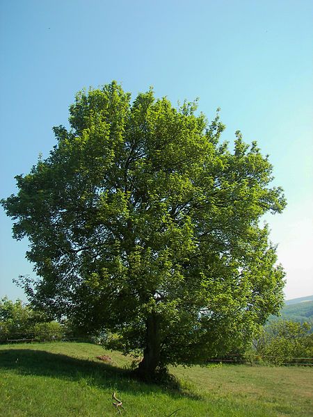 Graines Acer Campestre (Érable Champêtre)