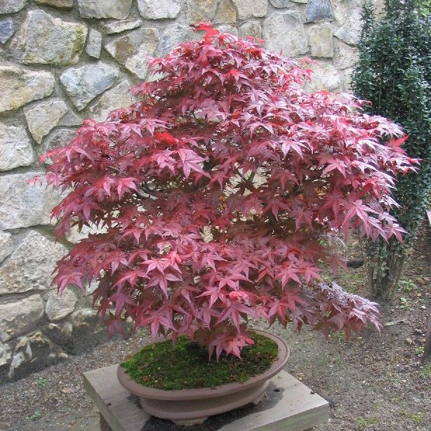 Graines Acer Palmatum Atropurpureum