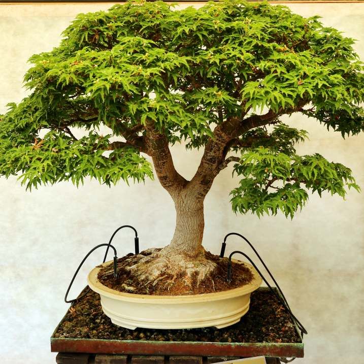 Graines Acer Palmatum (Érable Palme, Érable du Japon)