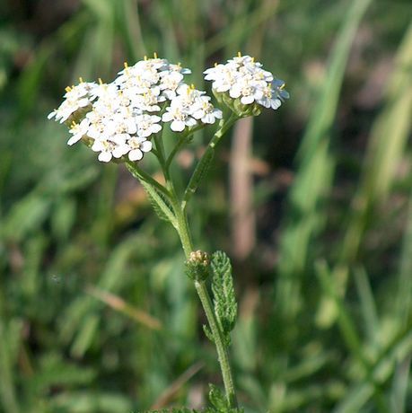 White Yarrow Seeds (Achillea millefolium)