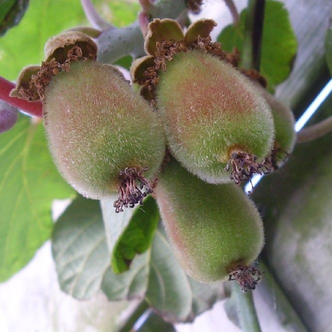 Graines Actinidia Deliciosa (Graines Kiwitier, Kiwi)