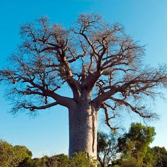 Adansonia Madagascariensis Seeds (Monkey-Bread Baobab Seeds, Madagascar Baobab Seeds)