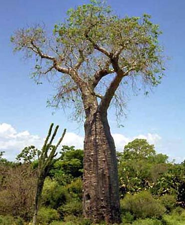 Graines Adansonia Perrieri (Graines Baobab de Madagascar)