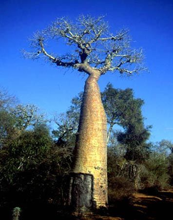 Graines Adansonia Suarezensis (Graines Baobab)