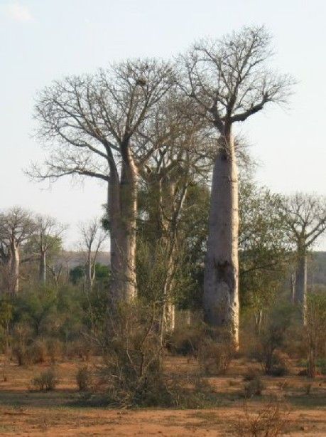 Graines Adansonia Za (Graines Baobab Za)