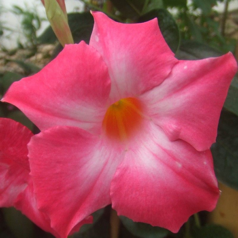 Adenium Obesum Seeds (Desert Rose Seeds)