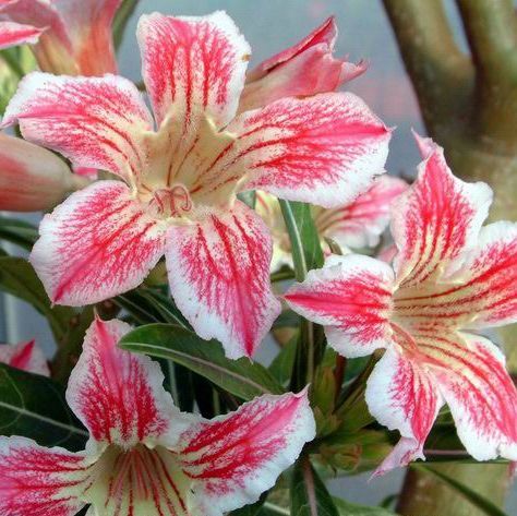 Adenium Star of Luck Seeds (Adenium Obesum Seeds)