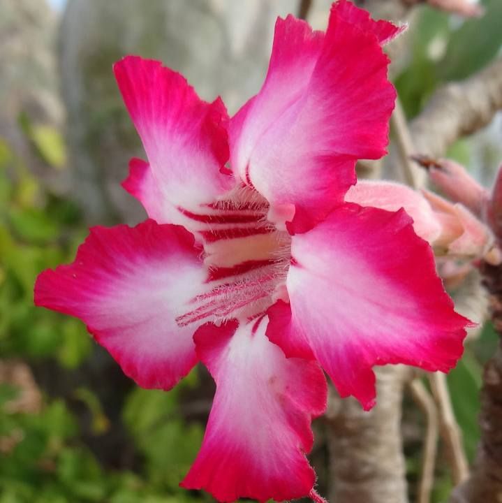 Graines Adenium Multiflorum (Graines Lis Impala)