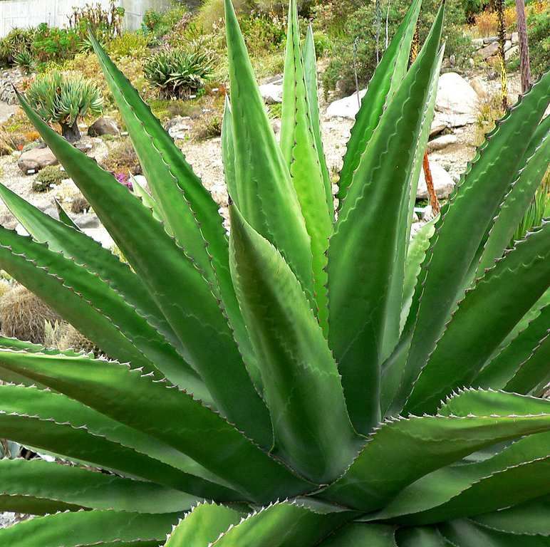 Agave Seeds Mix