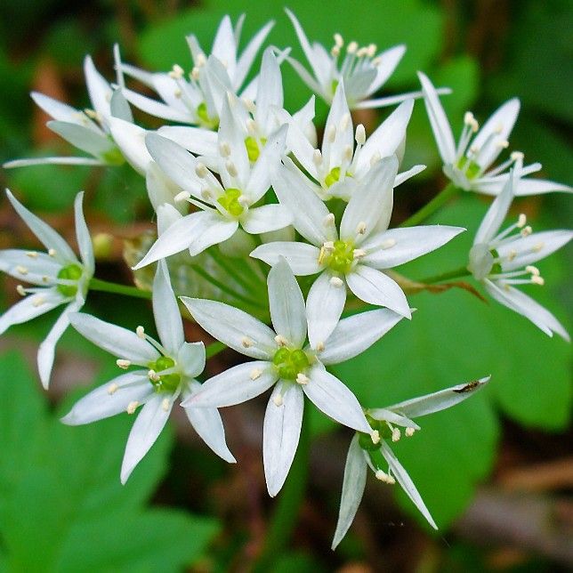 Graines Allium Ursinum (Graines Ail des Ours, Graines Ail Sauvage)