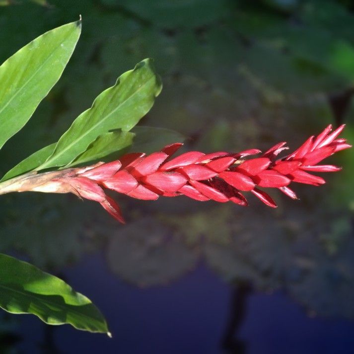 Graines Alpinia Purpurata (Gingembre Rouge)