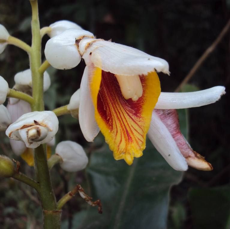 Alpinia Malaccensis Seeds (Ginger Seeds)