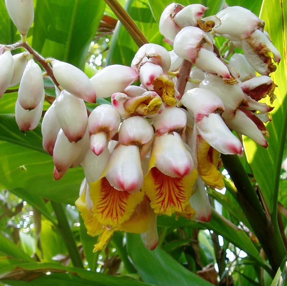 Alpinia Zerumbet Variegata Seeds (Alpinia Speciosa Seeds, Alpinia Nutans Seeds, Shell Ginger Seeds)