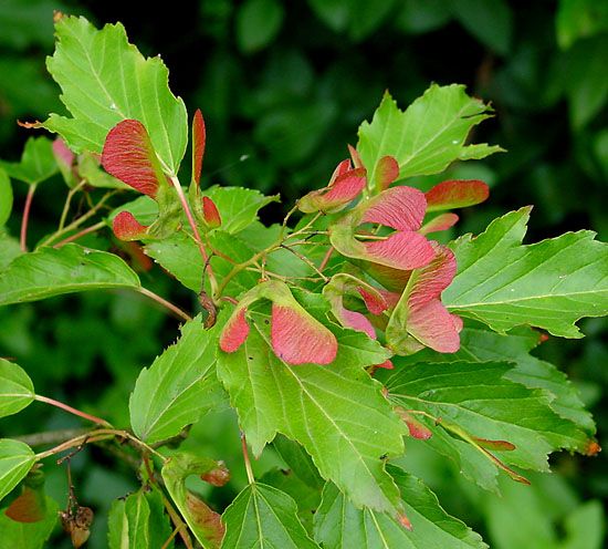 Graines Acer Ginnala (Graines Érable de l'Amur)