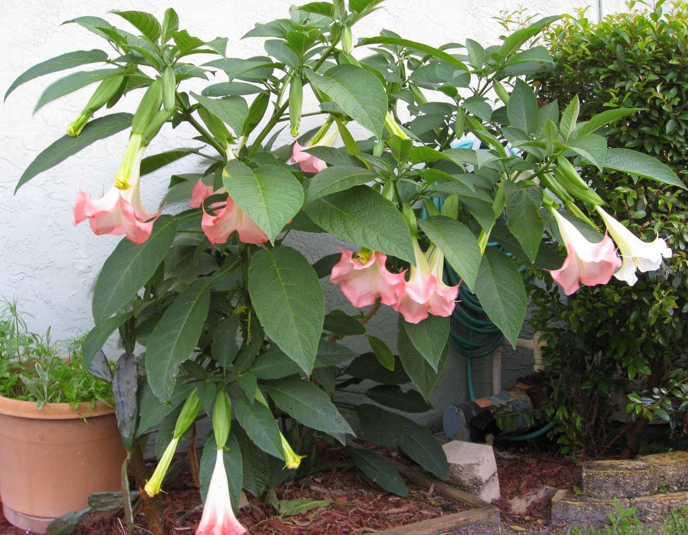 Brugmansia Suaveolens Pink Seeds (Angel's Trumpet)