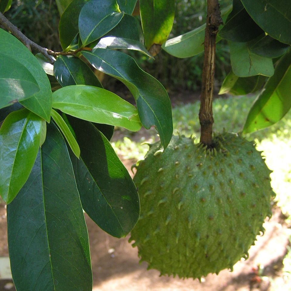 Graines Annona Muricata (Graines Corossol Épineux, Graines Corossolier, Graines Anone)