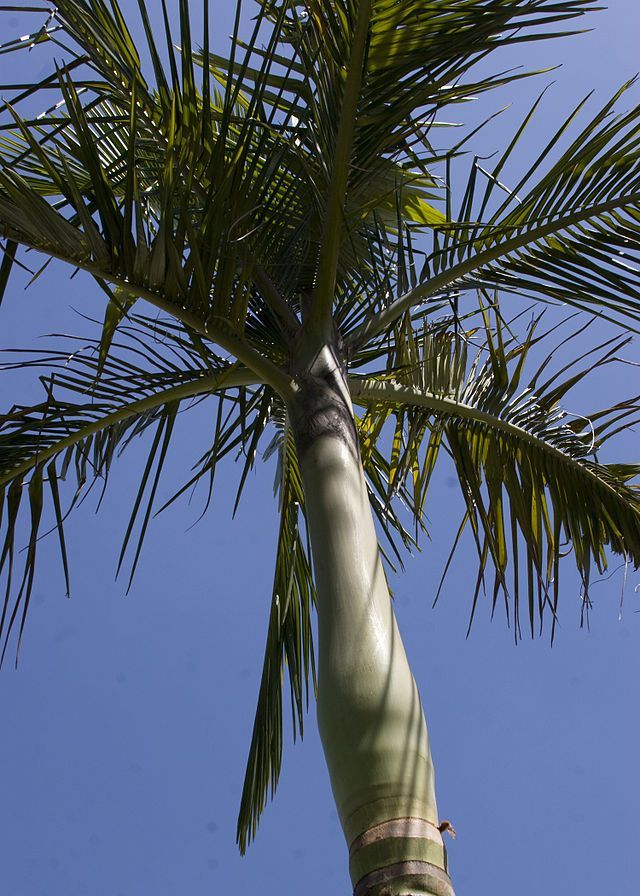 Archontophoenix Alexandrae Seeds (King Palm Seeds, Alexander Palm Seeds, Alexandra Palm Seeds)