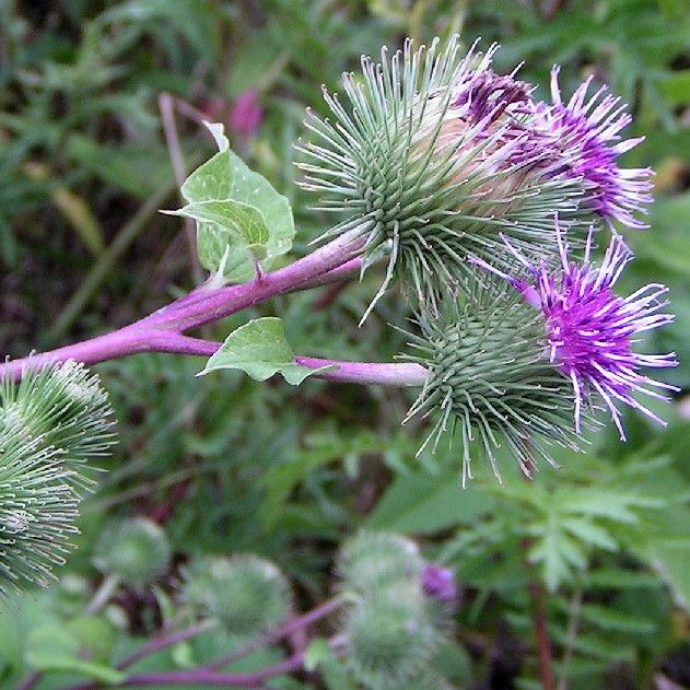 Arctium Lappa Seeds (Greater Burdock Seeds) *ORGANIC*