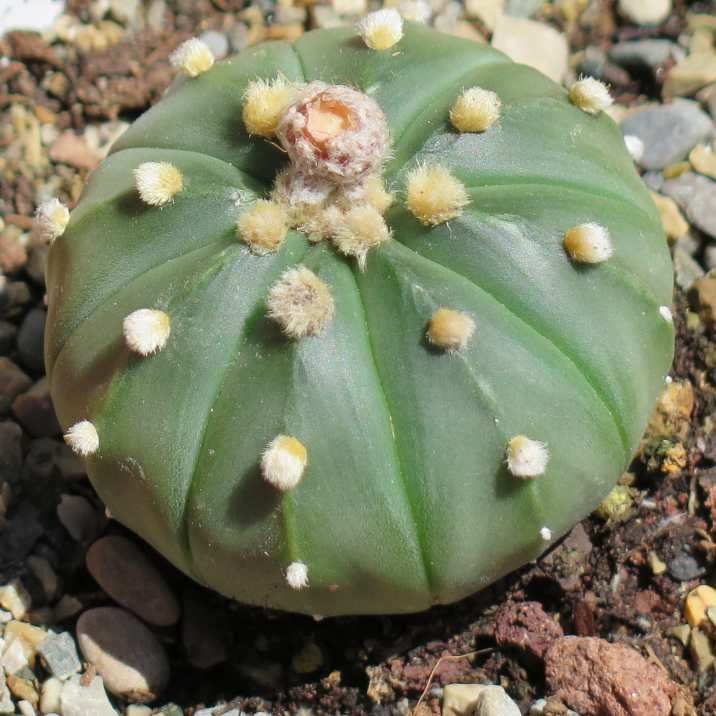 Graines Astrophytum Asterias Nudum