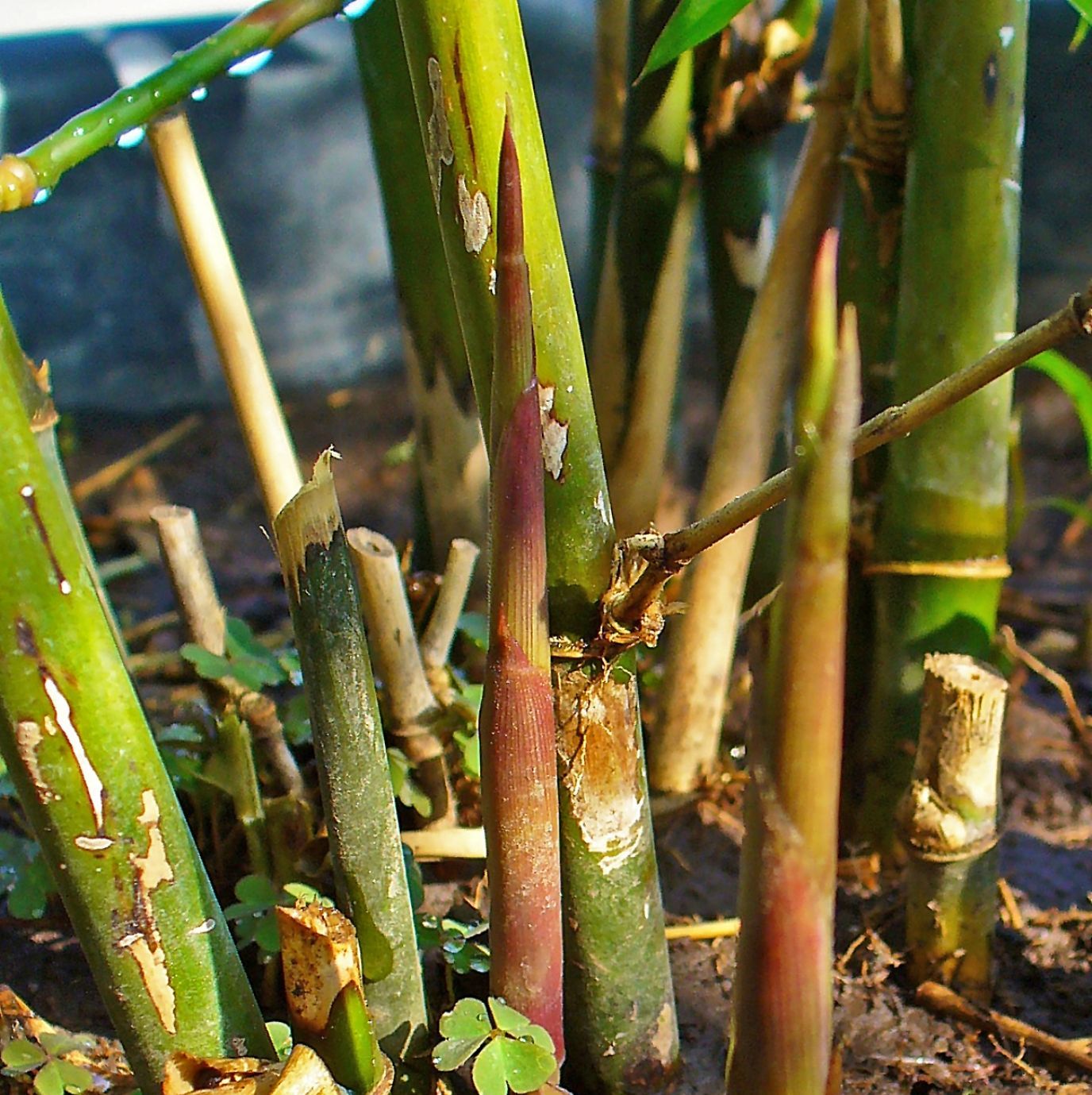 Bambusa Arundinacea Seeds (Spiny Bamboo Seeds, Thorny Giant Bamboo)