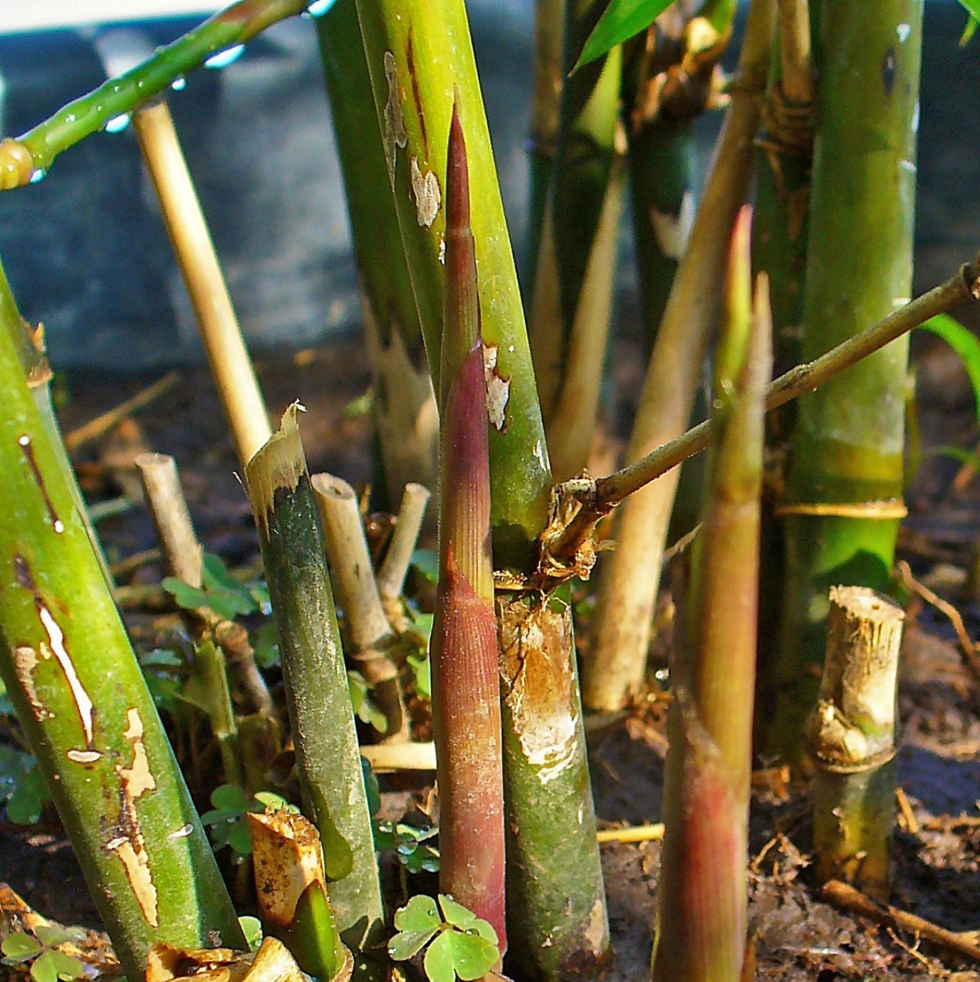 Graines Bambusa Arundinacea (Graines Bambou Géant Épineux)