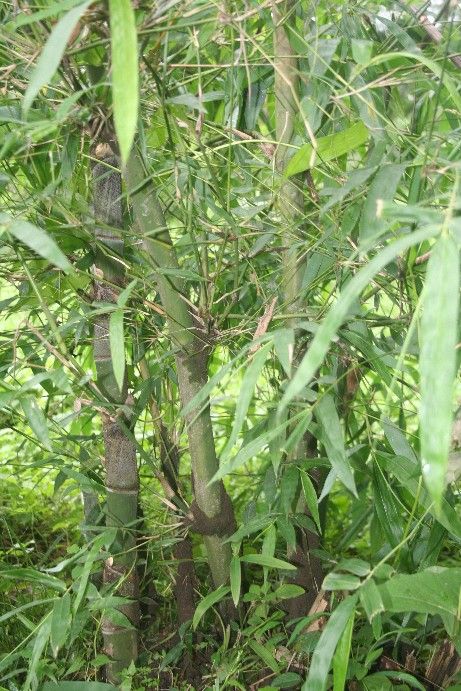 Graines Bambusa Nutans