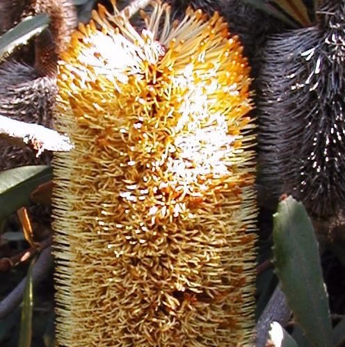 Graines Banksia Conferta