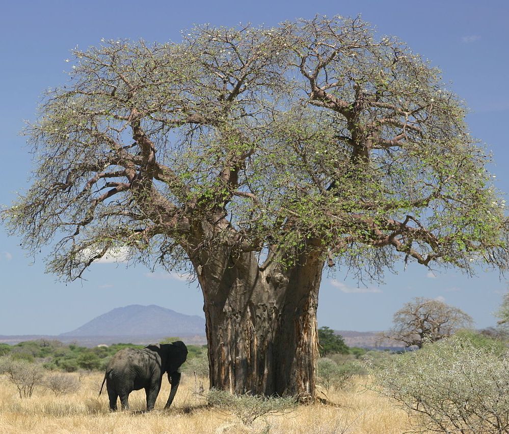 Graines Adansonia Digitata (Graines Baobab)