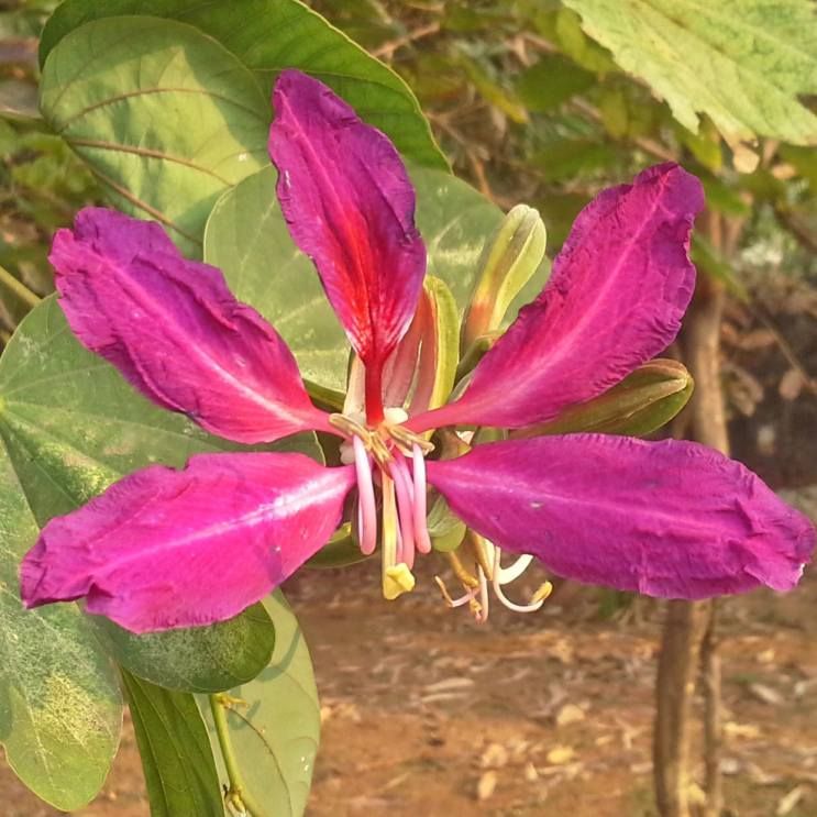 Bauhinia Purpurea Purple Seeds (Purple Orchid Tree Seeds)