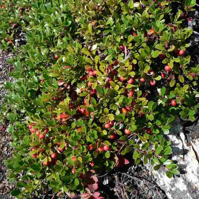 Bearberry Seeds (Arctostaphylos uva-ursi)