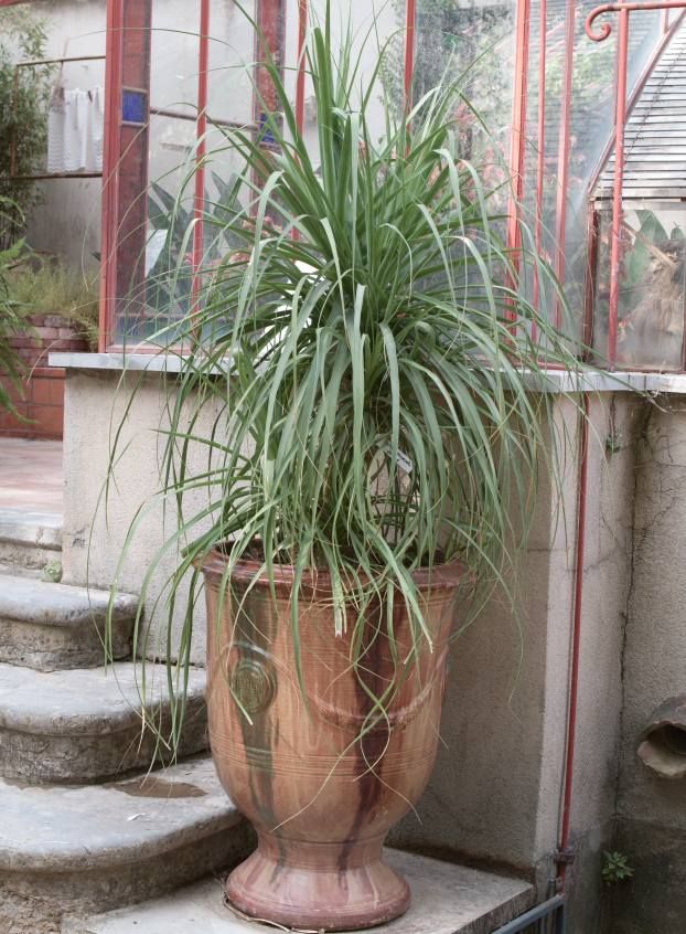 Beaucarnea Recurvata Seeds (Nolina Recurvata Seeds, Ponytail Palm Seeds)