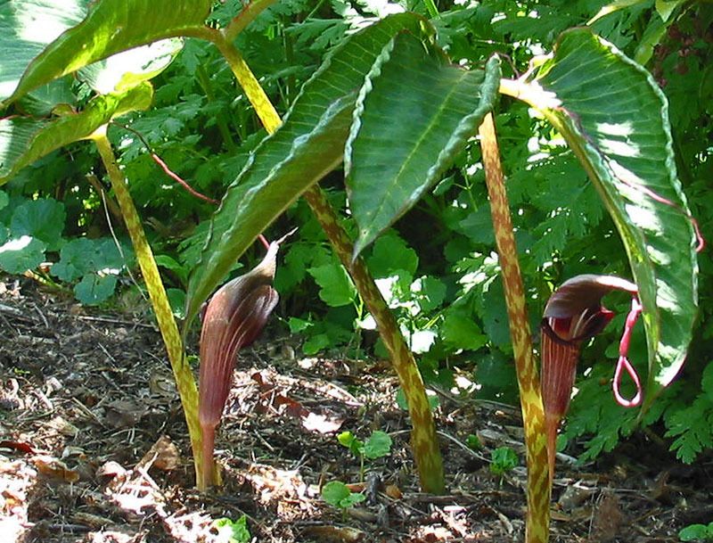 Graines Arisaema Speciosum (Géant Himalayen)