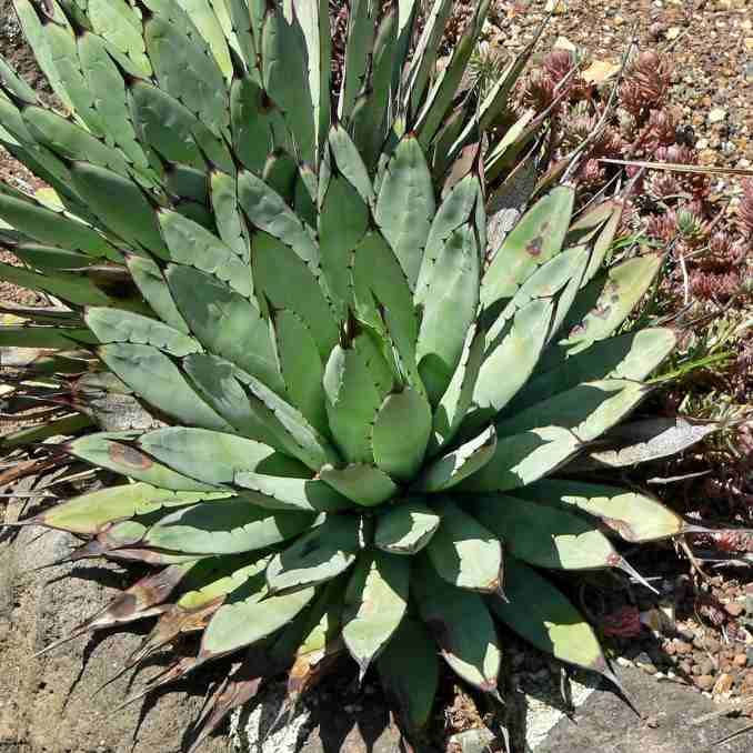Agave Macroacantha Seeds (Black-Spined Agave)