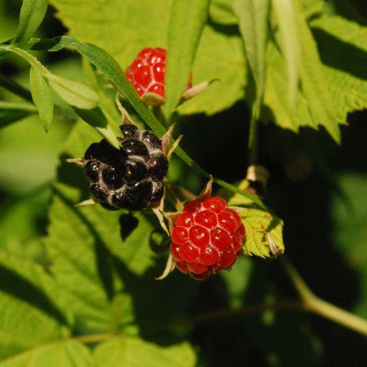 Blackberry Fruit - Shrub Seeds  (Rubus allegheniensis)