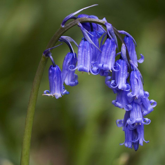 Bluebell Seeds (Hyacinthoides non-scripta)