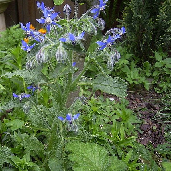 Graines Borago Officinalis (Graines Bourrache)