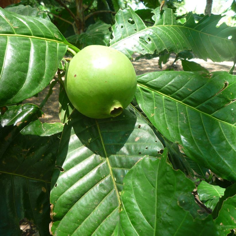 Borojoa Patinoi Seeds (Borojo Seeds)