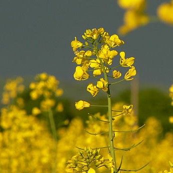 Brassica Juncea Seeds (Mustard Greens Seeds)