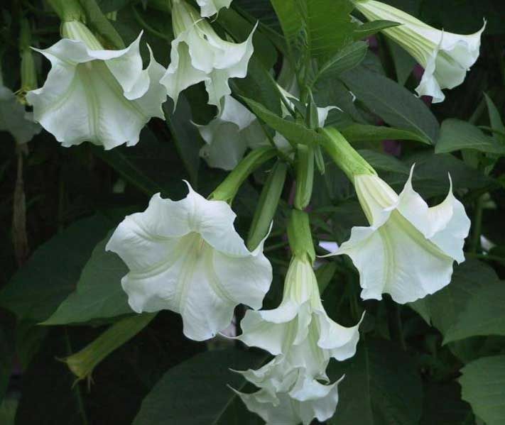 Graines Brugmansia Suaveolens Blanc (Trompettes des Anges)