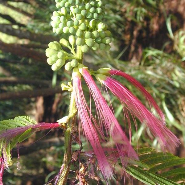 Calliandra Calothyrsus Seeds (Red Calliandra Seeds)