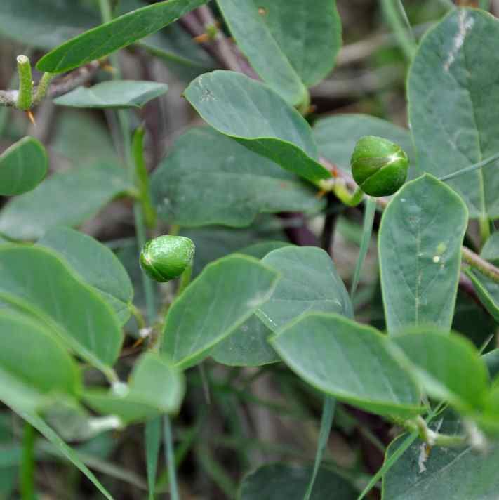 Caper Bush Seeds (Capparis spinosa)