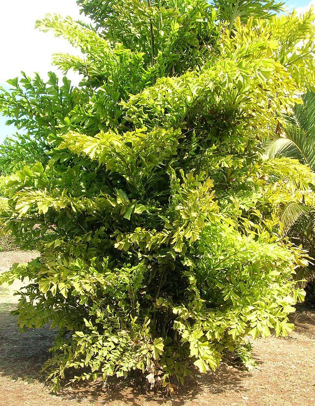 Graines Caryota Mitis (Graines Palmier Queue de Poisson, Graines Caryota Cespiteux)