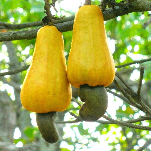 Anacardium Occidentale (Cashew Tree Seeds)